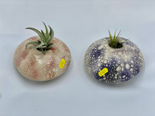 Load image into Gallery viewer, Ceramic Air Plant Holders