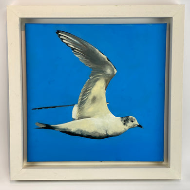 Sabine Gull