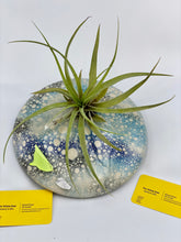 Load image into Gallery viewer, Large Ceramic Air Plant Holders for table.