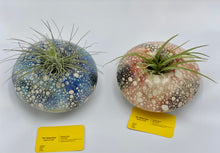 Load image into Gallery viewer, Ceramic Air Plant Holders for table. Center hole.