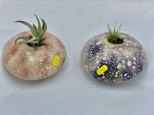 Load image into Gallery viewer, Ceramic Air Plant Holders