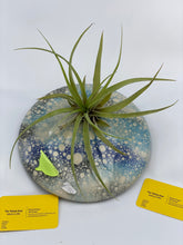 Load image into Gallery viewer, Large Ceramic Air Plant Holders for table.