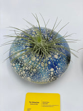 Load image into Gallery viewer, Ceramic Air Plant Holders for table. Center hole.
